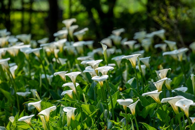 Bliska wiosna calla lily park białe kwiaty calla lily calla lily