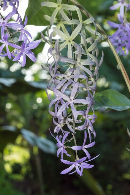 Bliska Zdjęcia Petrea Volubilis