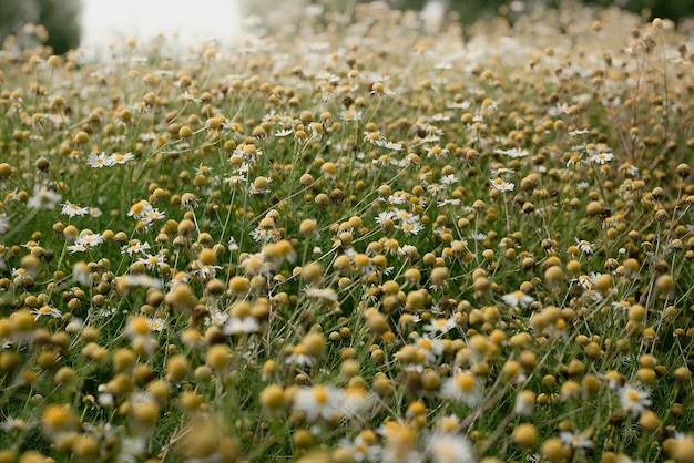 Bliska zdjęcie koncepcji kwiatów rumianku łąka