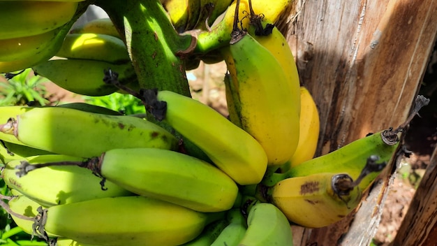 Bliska, Żółtawo zielony banan owoc na starym drzewie bananowym. Zdjęcia wysokiej jakości 07