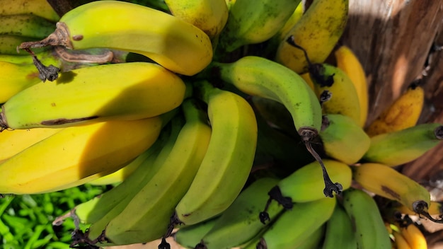 Bliska, Żółtawo zielony bananowy owoc na starym drzewie bananowym. Zdjęcia wysokiej jakości 06