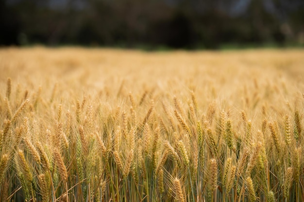bliskie głowy nasion jęczmienia i pszenicy dmuchające na wietrze latem w Australii na farmie