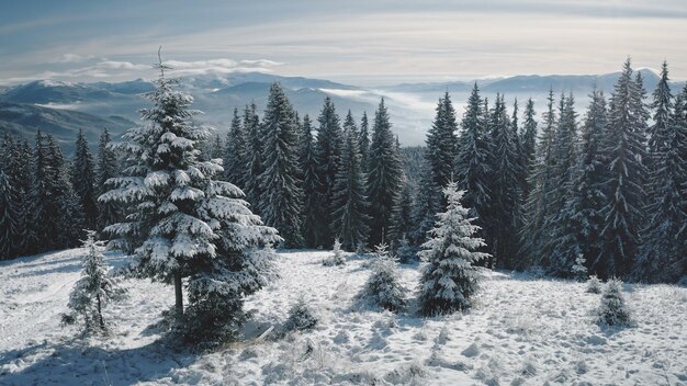 Zdjęcie bliskie zdjęcia sosnowe na szczycie śnieżnej góry z powietrza nikt krajobraz przyrody na słońcu zimy las sosnowy