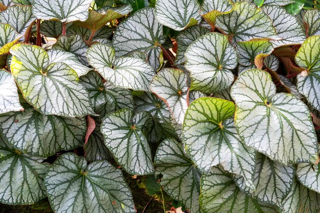 Bliskie zdjęcie liści Begonia U400 endemicznych dla Penang w Malezji.