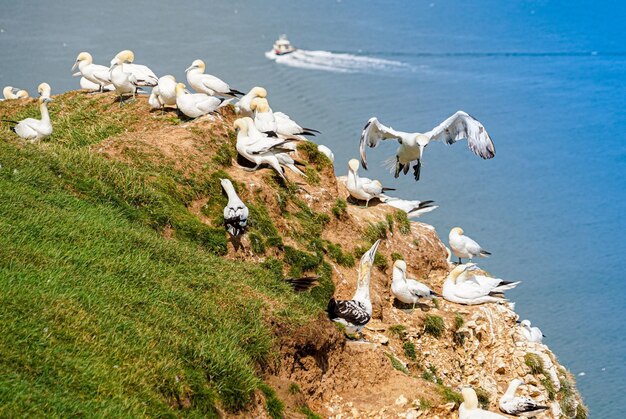 Zdjęcie bliskie zdjęcie ślizgającego się latającego ślizgającego się dużego białego czarnego gannet nad skałami z gniazdami ptaków poniżej