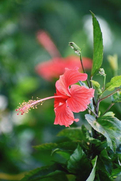 Blisko czerwony kwiat hibiskusa kwitnący w ogrodzie