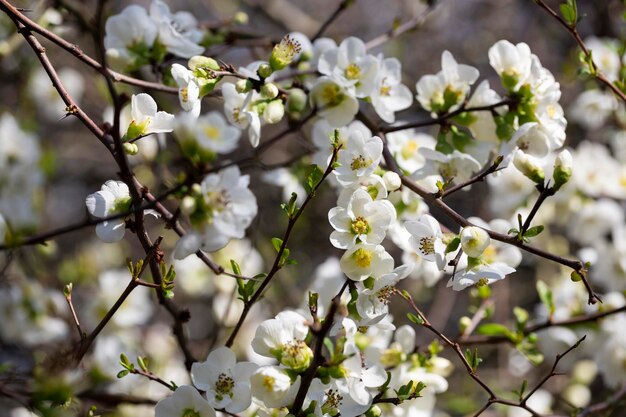 Blisko wiele delikatnych białych kwiatów białego krzewu chaenomeles japonica chaenomeles vilmoriniana