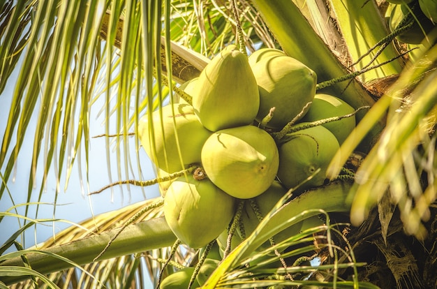 Zdjęcie bliżej klastra kokosowego na drzewie