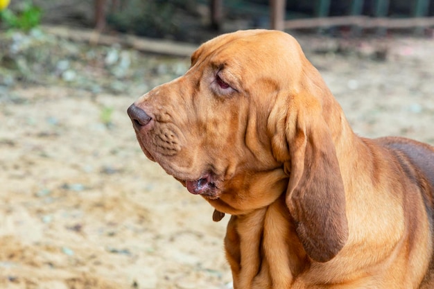 Bloodhound to duży pies myśliwski, portret na tle natury