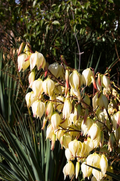 Bloom Bayonet Yucca Kwiaty Na Drzewie, Closeup Białe Kwiaty Juki Filamentosa Bush, Blossom White Flowers Needle-palm.