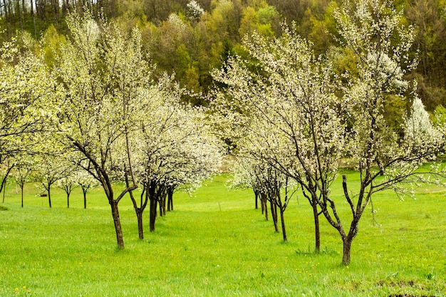 Blooming Orchard