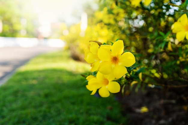 Blossom Allamanda Cathartica znana również jako złota trąbka Blossom Along The Road