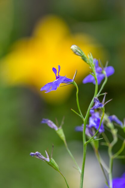 Blossom Fioletowe Kwiaty Lobelia Na Zielonym Tle W Słoneczny Letni Dzień Fotografii Makro.