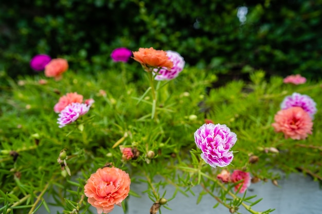 Blossom Portulaca grandiflora kwiaty w porannym tle