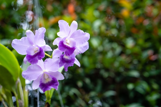 Blossom Purple cattleya Orchidea na tle natury bokeh
