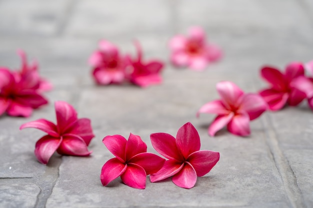 Blossom Red Plumeria lub Frangipani kwiaty na ziemi w ogrodzie