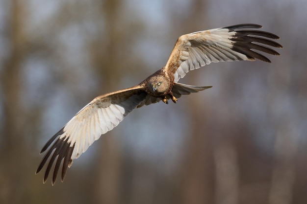 Zdjęcie błotniak stawowy circus aeruginosus