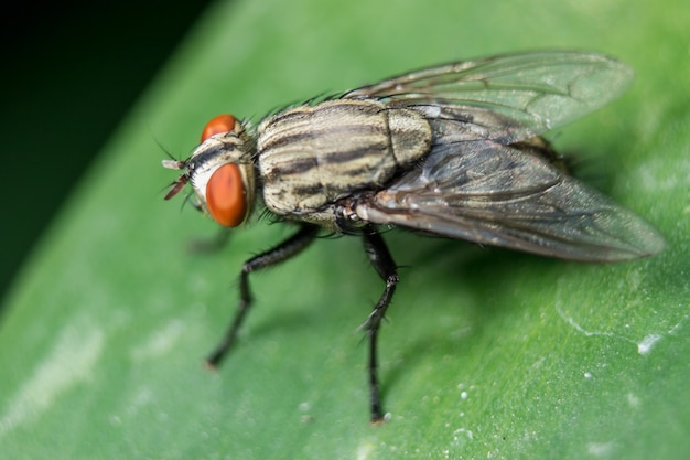 Blow Fly Na Liściach Można Znaleźć W Społecznościach, Które Mają ścieki.