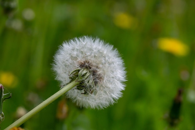 Blowball kwiat na zielonym tle w słoneczny letni dzień fotografia makro Kwitnący mniszek lekarski