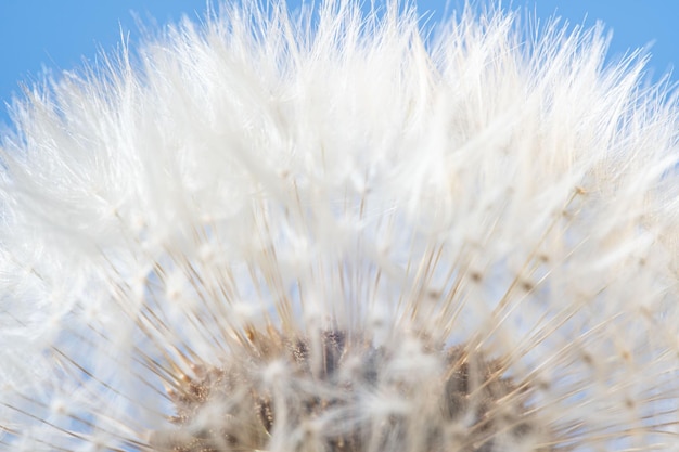 Blowball kwiat z bliska Dandelion z białym puszystym pappusem nasiona makro w tle