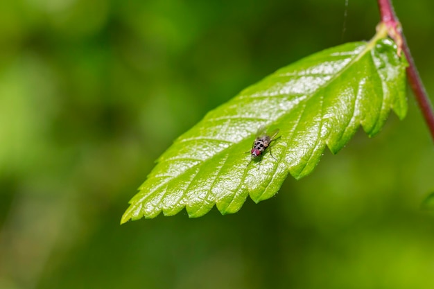 Blowfly padlina mucha czarna mucha siedząca na zielonym liściu winogron z bliska