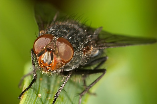 Blowfly (sarcophaga carnaria)