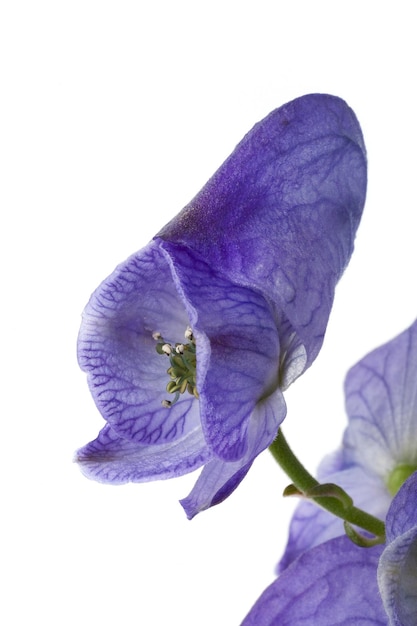 Blue Aconitum napellus Monkshood trująca roślina