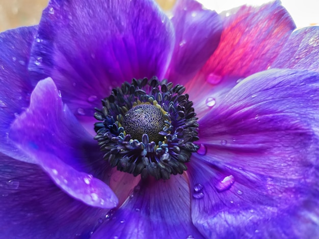 Blue Anemone pod deszczem Makro