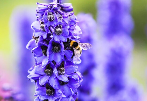 Blue Delphinium piękne kwiaty w letnim ogrodzie i pszczoła miodna Kwitnące rośliny na wsi