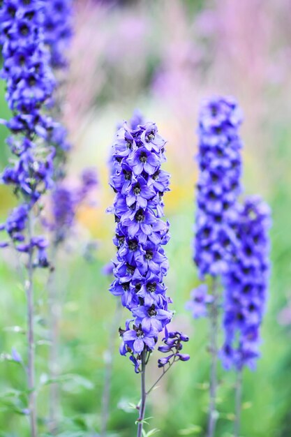 Blue delphinium piękne kwiaty w letnim ogrodzie Kwitnące rośliny na wsi