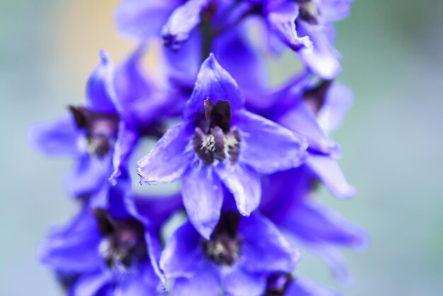 Blue delphinium piękne kwiaty w letnim ogrodzie Kwitnące rośliny na wsi