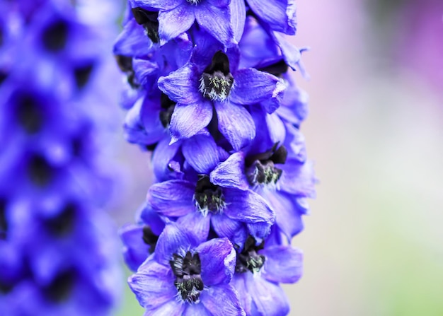 Blue delphinium piękne kwiaty w letnim ogrodzie Kwitnące rośliny na wsi