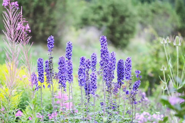 Blue delphinium piękne kwiaty w letnim ogrodzie Kwitnące rośliny na wsi