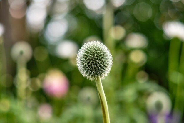 Blue Globe Thistle Flower w przyrodzie na tle zielonego, niewyraźnego bujnego parku lub ogrodu w lecie Przegorzan z bliska znany jako krzepka bylina lub mniszek lekarski rosnący w pięknym ogrodzie botanicznym