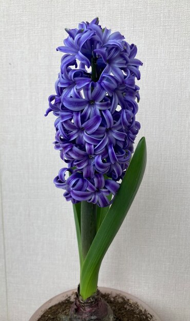 Zdjęcie blue hyacinthus orientali w garnku