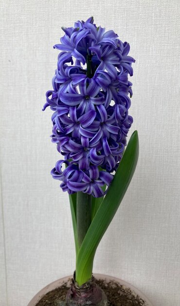 Blue Hyacinthus orientali w garnku