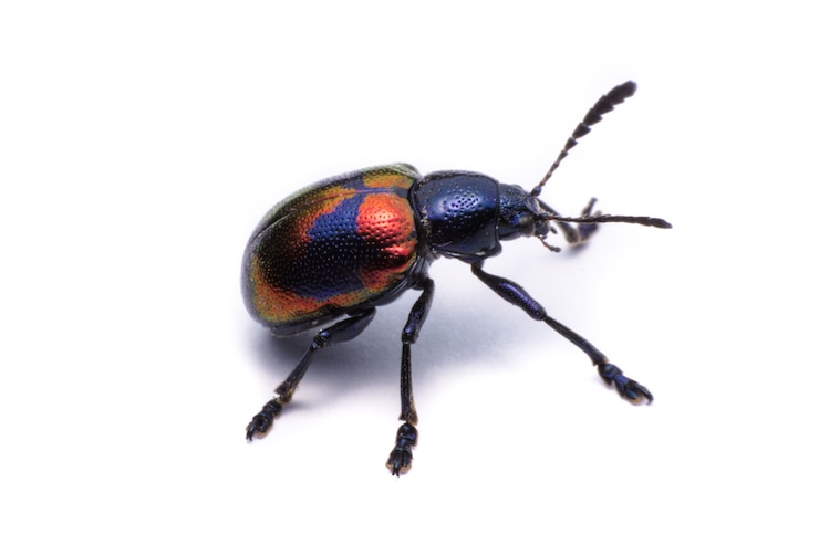 Zdjęcie blue milkweed beetle; naukowy imię chrysochus pulcher baly, odosobniony na bielu