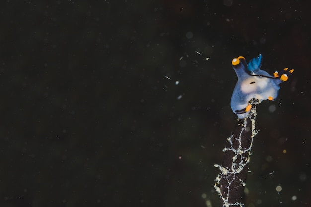 Blue nudibranch na czarnym tle