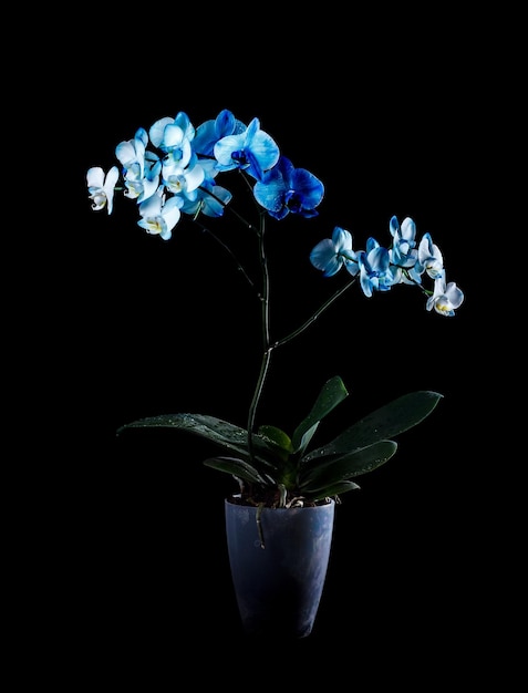 Blue Orchid