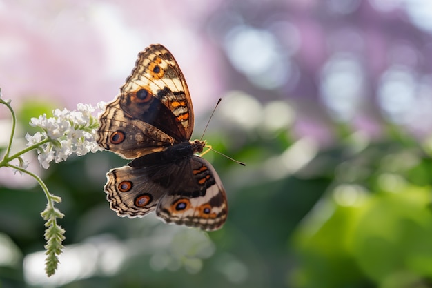 Blue PansyJunonia orithya ocyale Hbner 1822 żeński motyl na białych kwiatach w przyrodzie