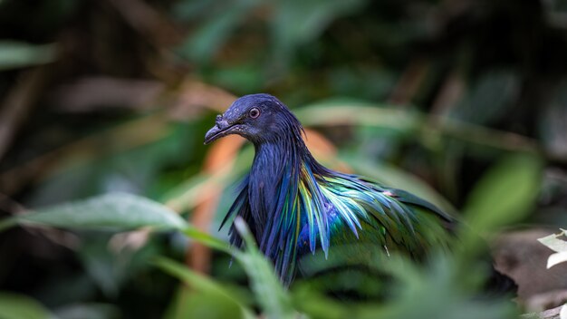 Blue Pheasant Wildlife Animal