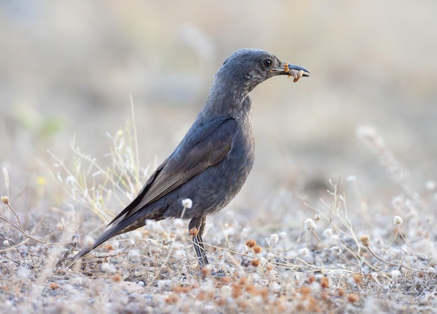 Zdjęcie blue rock thrush monticola solitarius z owadami w dziobie