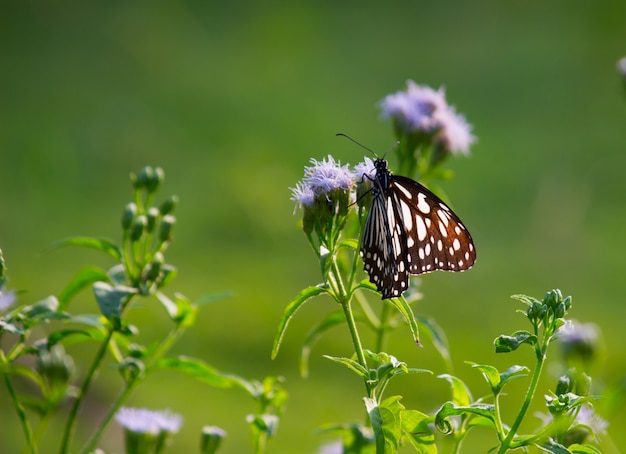 Blue Spotted Milkweed Butterfly