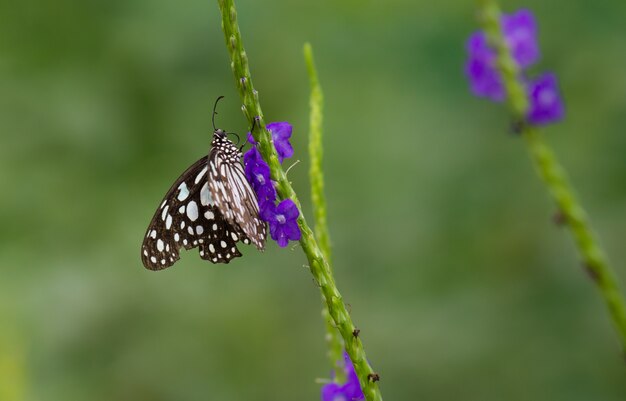 Blue Spotted Milkweed Butterfly