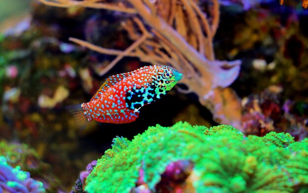 Blue Star Leopard Wrasse - (Macropharyngodon bipartitus)