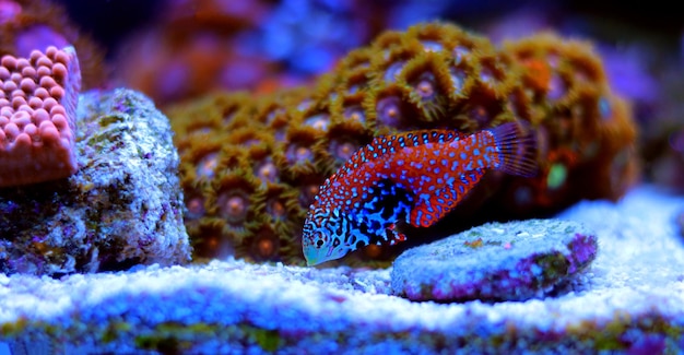 Zdjęcie blue star leopard wrasse - (macropharyngodon bipartitus)