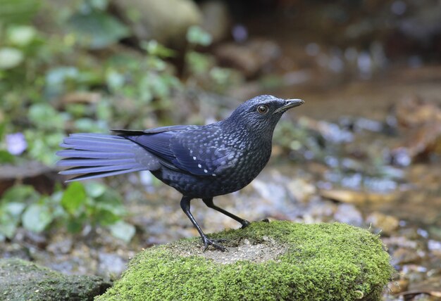 Blue Whistling Thrush Myophonus caeruleus Piękne ptaki Tajlandii