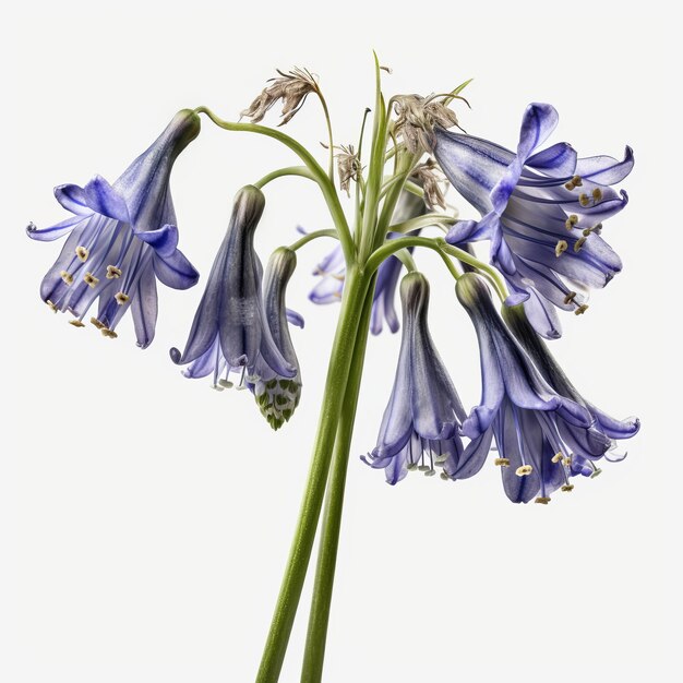 Zdjęcie bluebells hiper szczegółowe bardzo wysokiej jakości izolowane ilustracje generowane przez ai