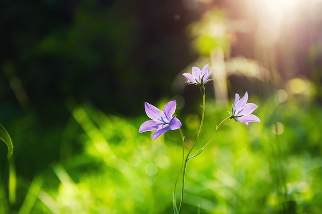 Bluebells Na Leśnej łące O Zachodzie Słońca. Obraz Makro Z Małą Głębią Ostrości.