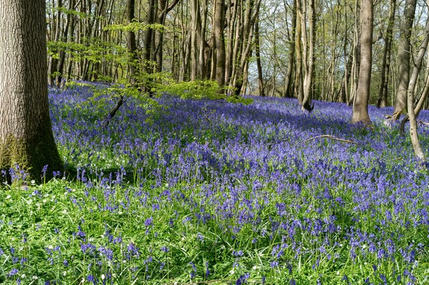 Bluebells rozjaśniają krajobraz Sussex